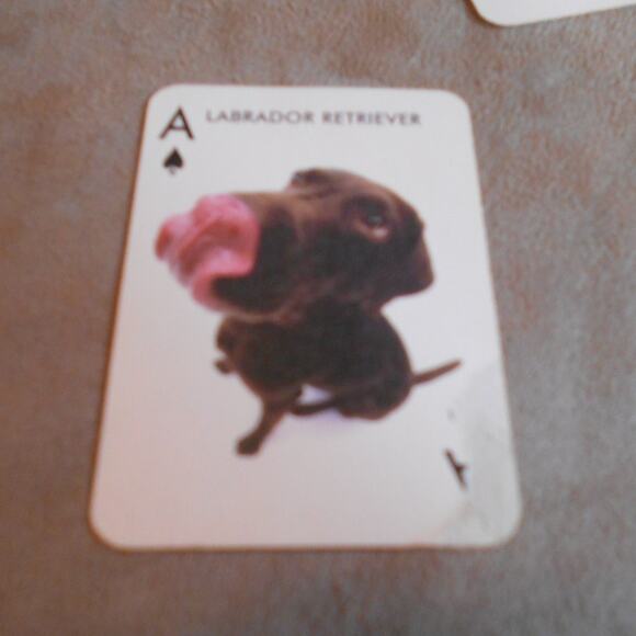 Artlist Collection The Dog Mini Playing Cards Incomplete Great for Crafts - Picture 6 of 8